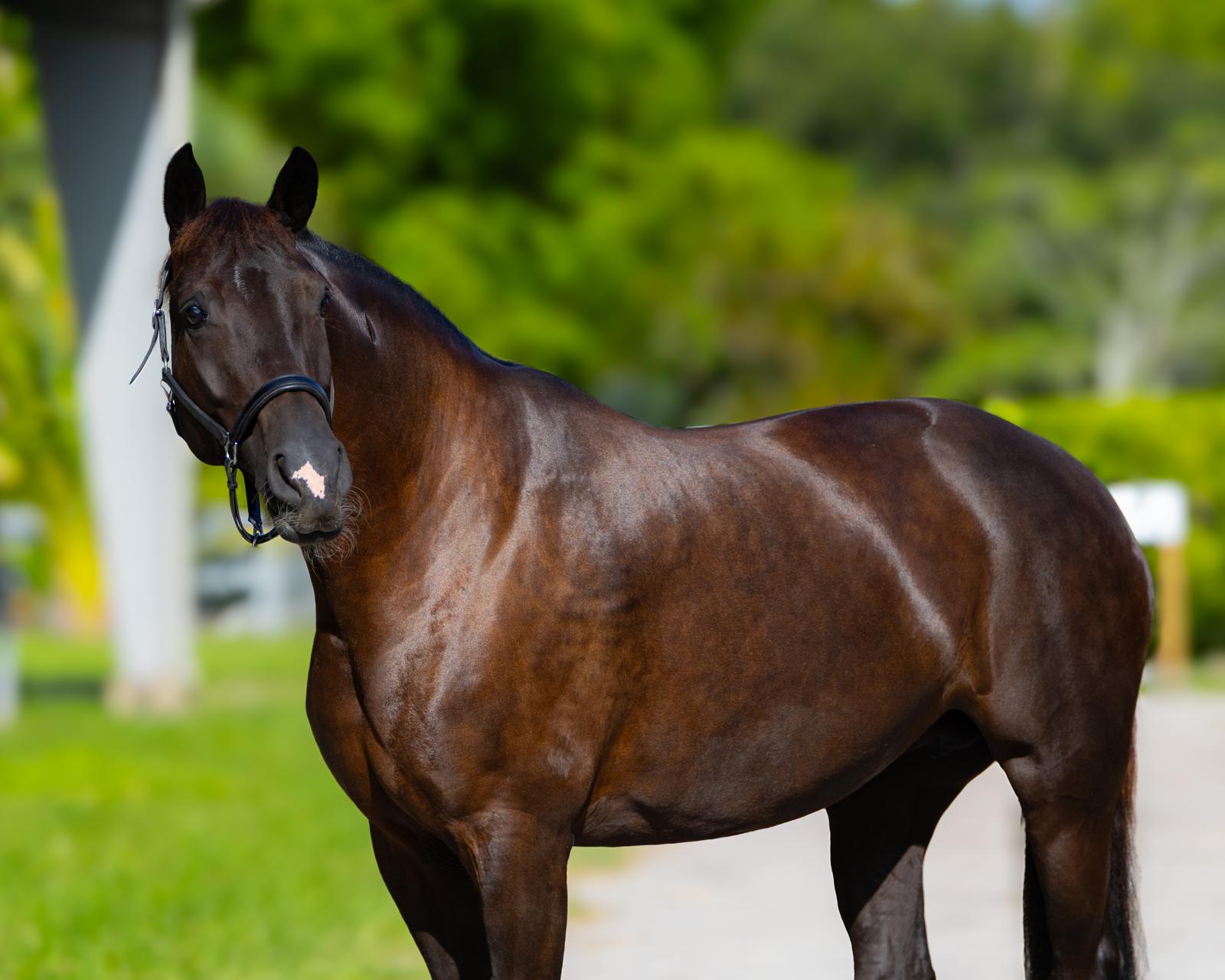 Horse being fed CorePerformance Feeds